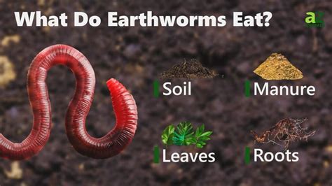Learn what worms like to eat most, how they digest different foods, and what foods to avoid feeding them. Find out how to compost worms with organic matter and improve your soil quality. 